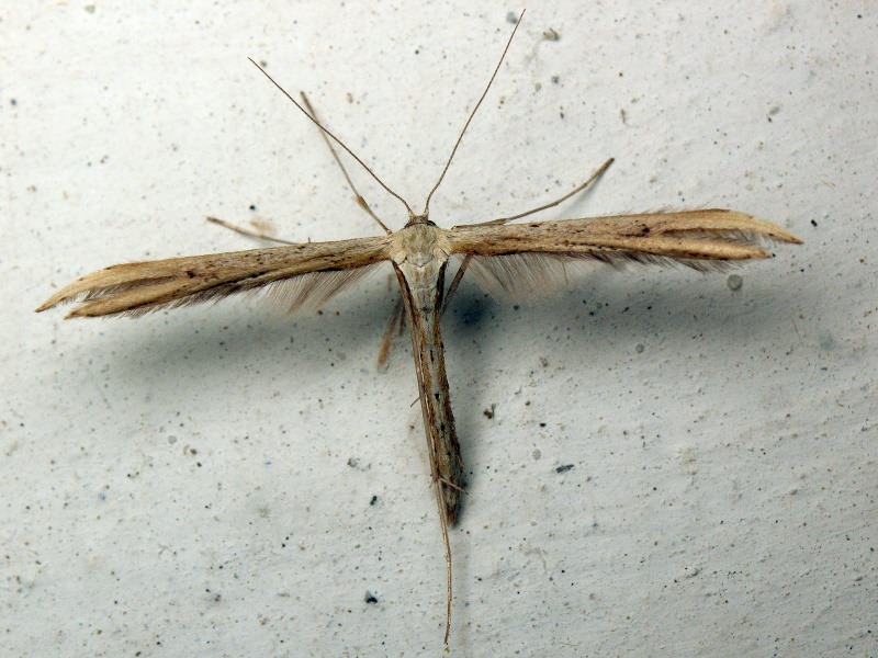 Pterophoridae